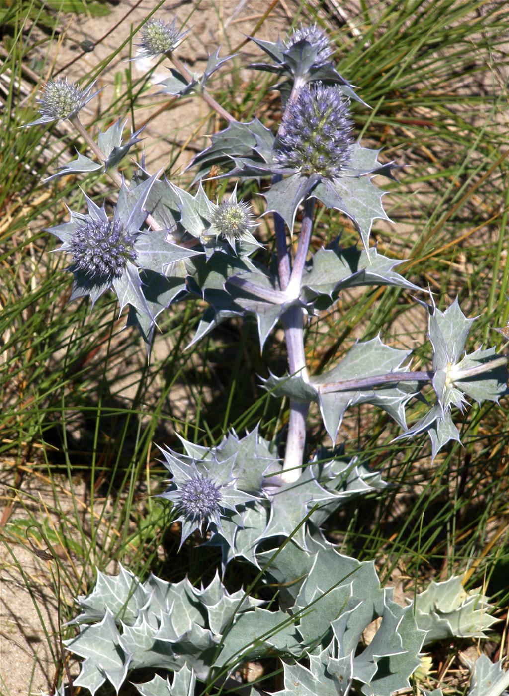 Eryngium maritimum (door Bert Verbruggen)