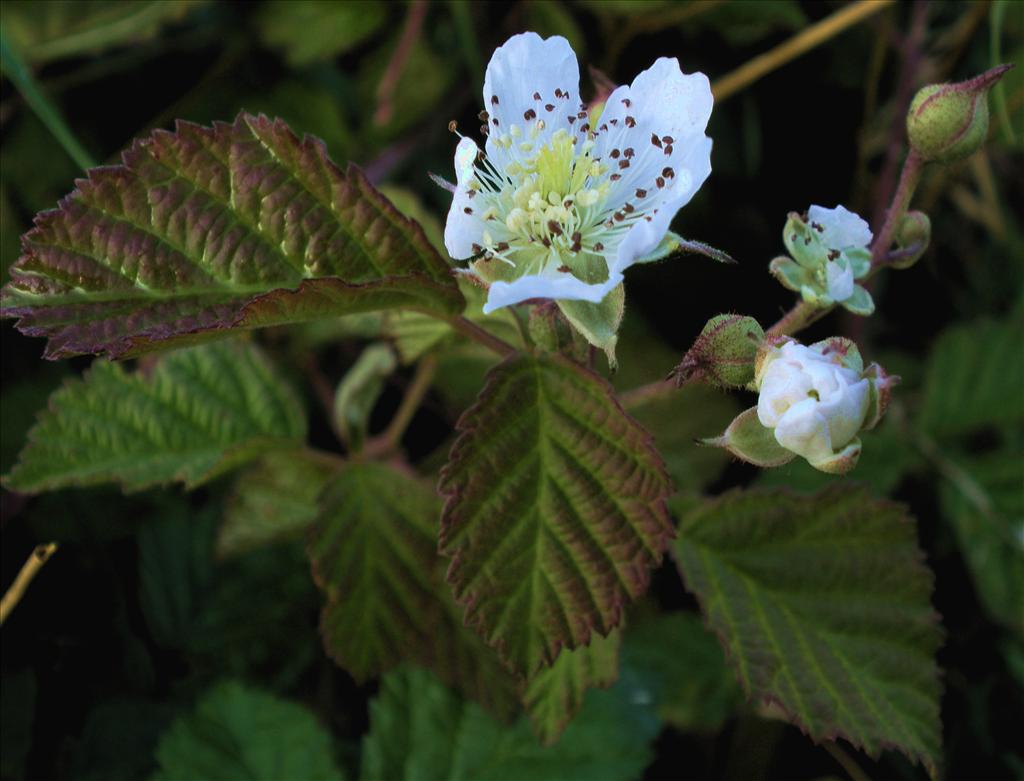 Rubus caesius (door Bert Verbruggen)