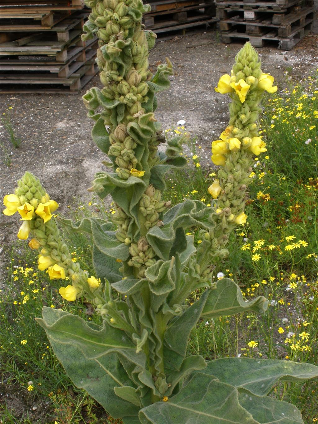 Verbascum thapsus (door Bert Verbruggen)
