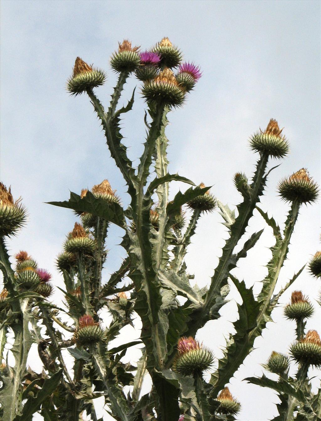 Onopordum acanthium (door Bert Verbruggen)