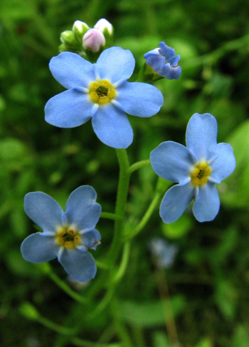 Myosotis scorpioides subsp. scorpioides (door Bert Verbruggen)