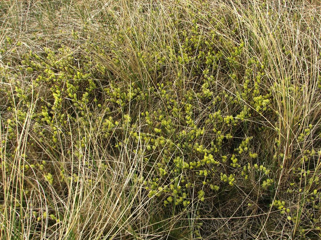 Salix repens (door Bert Verbruggen)