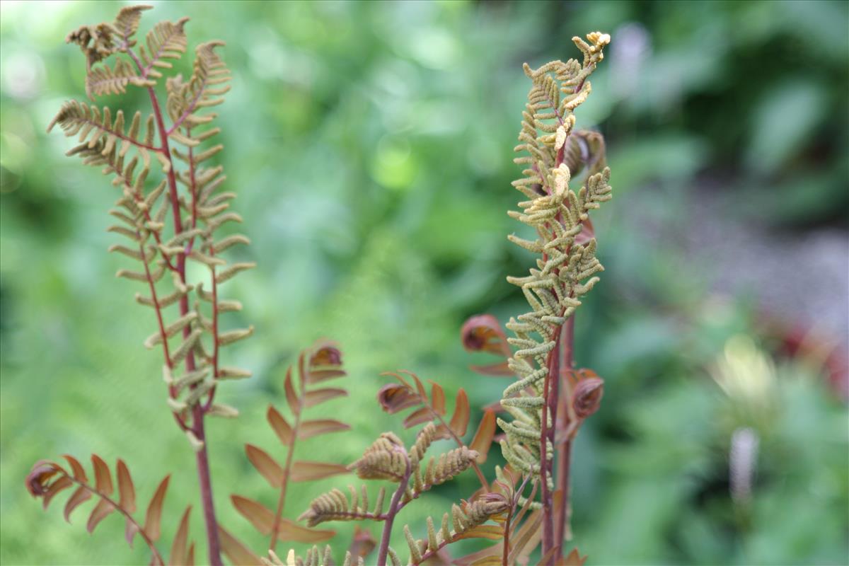 Osmunda regalis (door Toon Verrijdt)