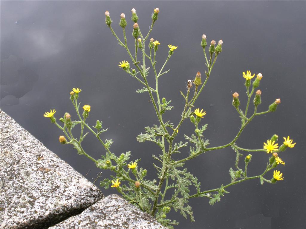 Senecio viscosus (door Bert Verbruggen)