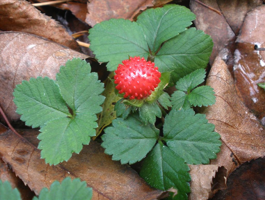 Potentilla indica (door Bert Verbruggen)