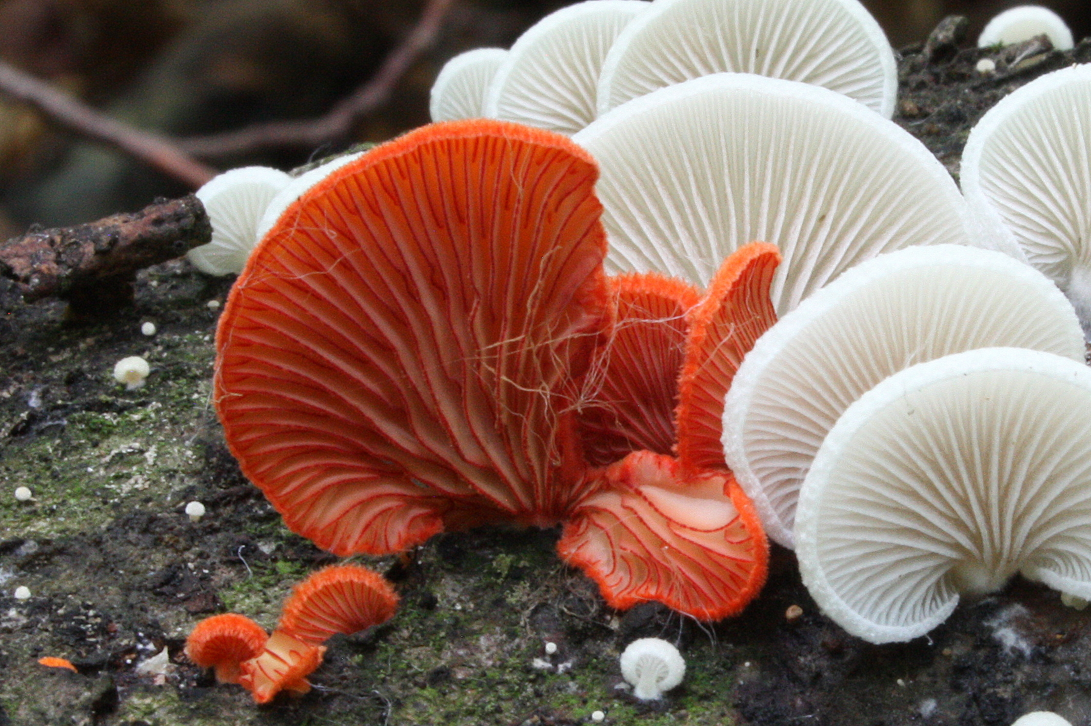 Crepidotus cinnabarinus (door Ieko Staal)