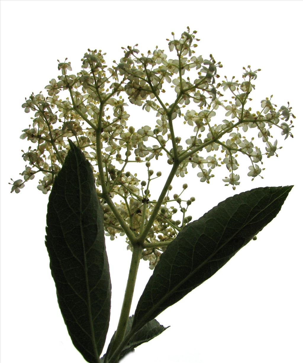 Sambucus nigra (door Bert Verbruggen)