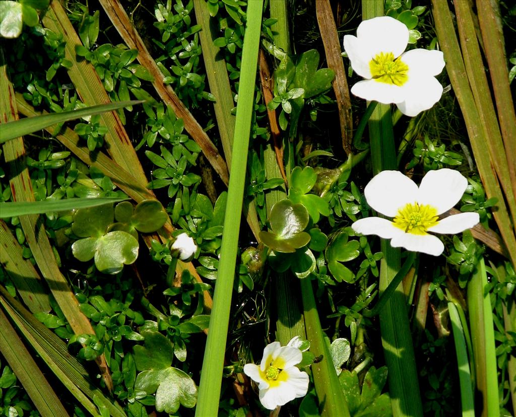 Ranunculus peltatus/penicillatus (door Bert Verbruggen)