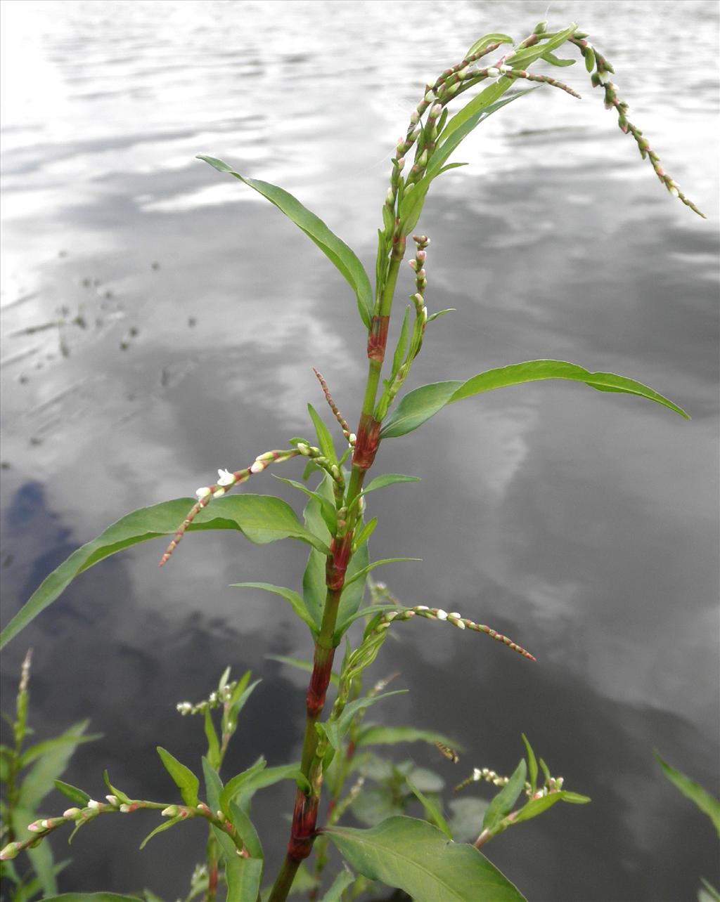 Persicaria hydropiper (door Bert Verbruggen)