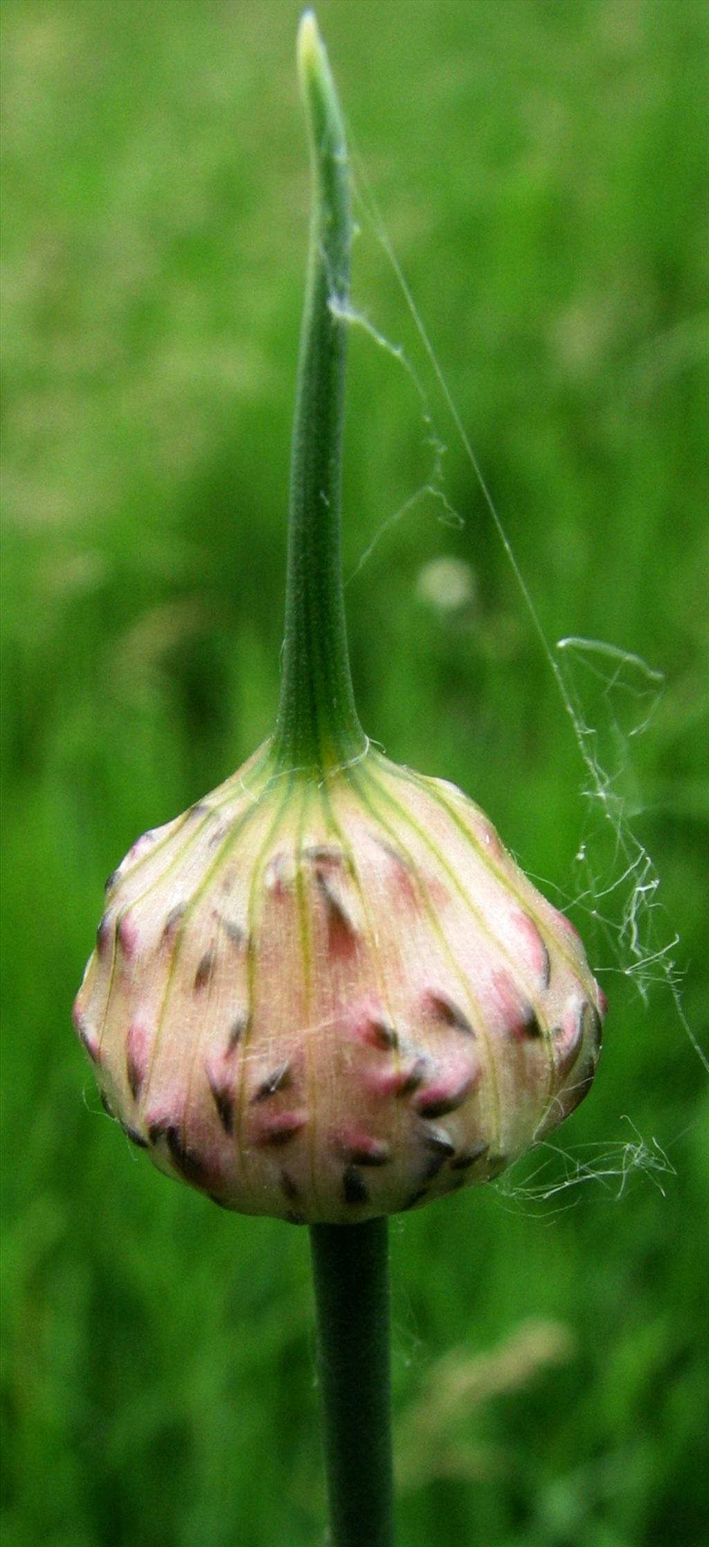 Allium vineale (door Bert Verbruggen)
