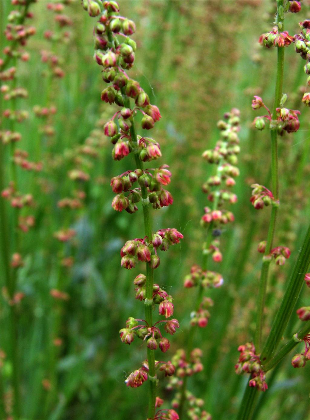 Rumex acetosa (door Bert Verbruggen)