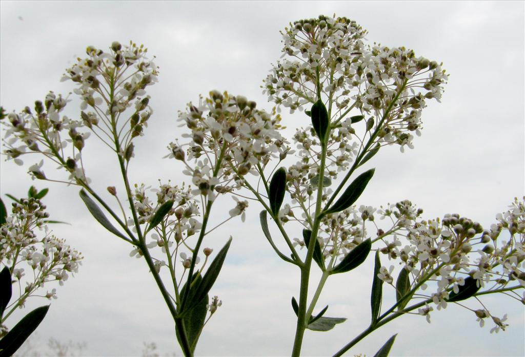 Lepidium latifolium (door Bert Verbruggen)