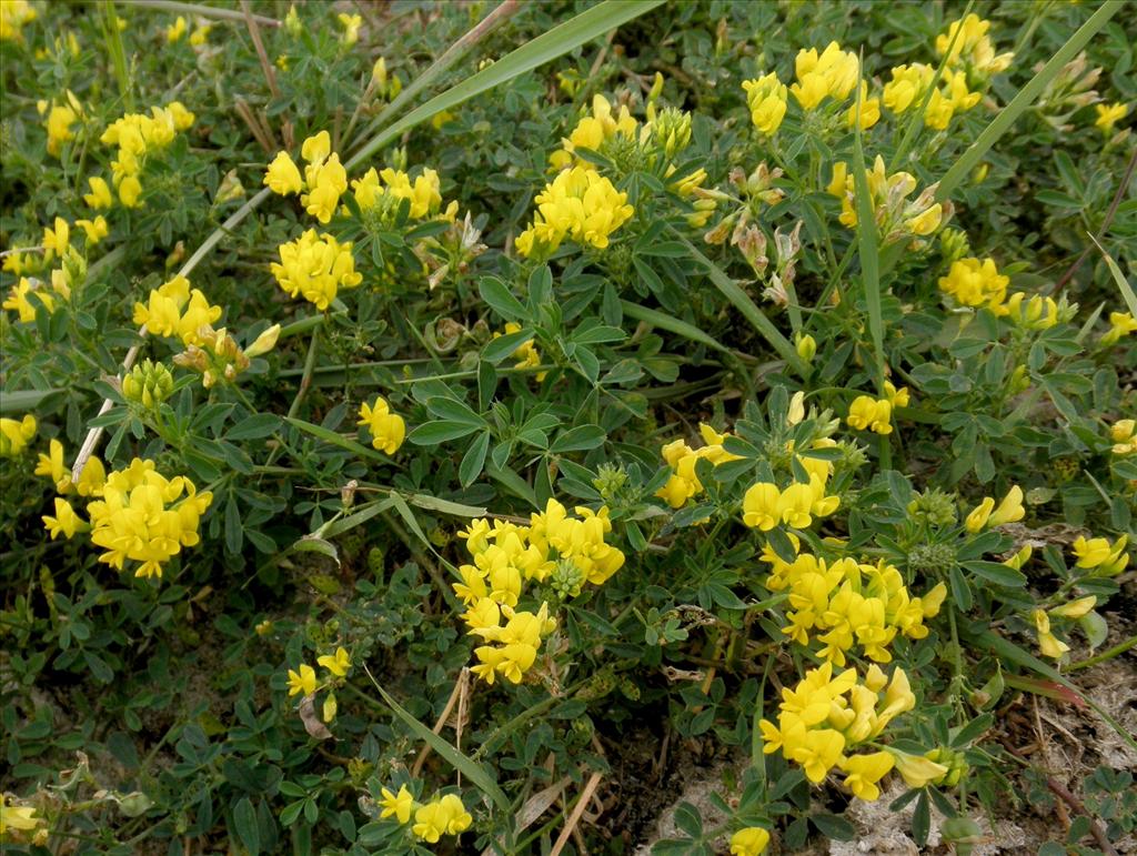 Medicago falcata (door Bert Verbruggen)