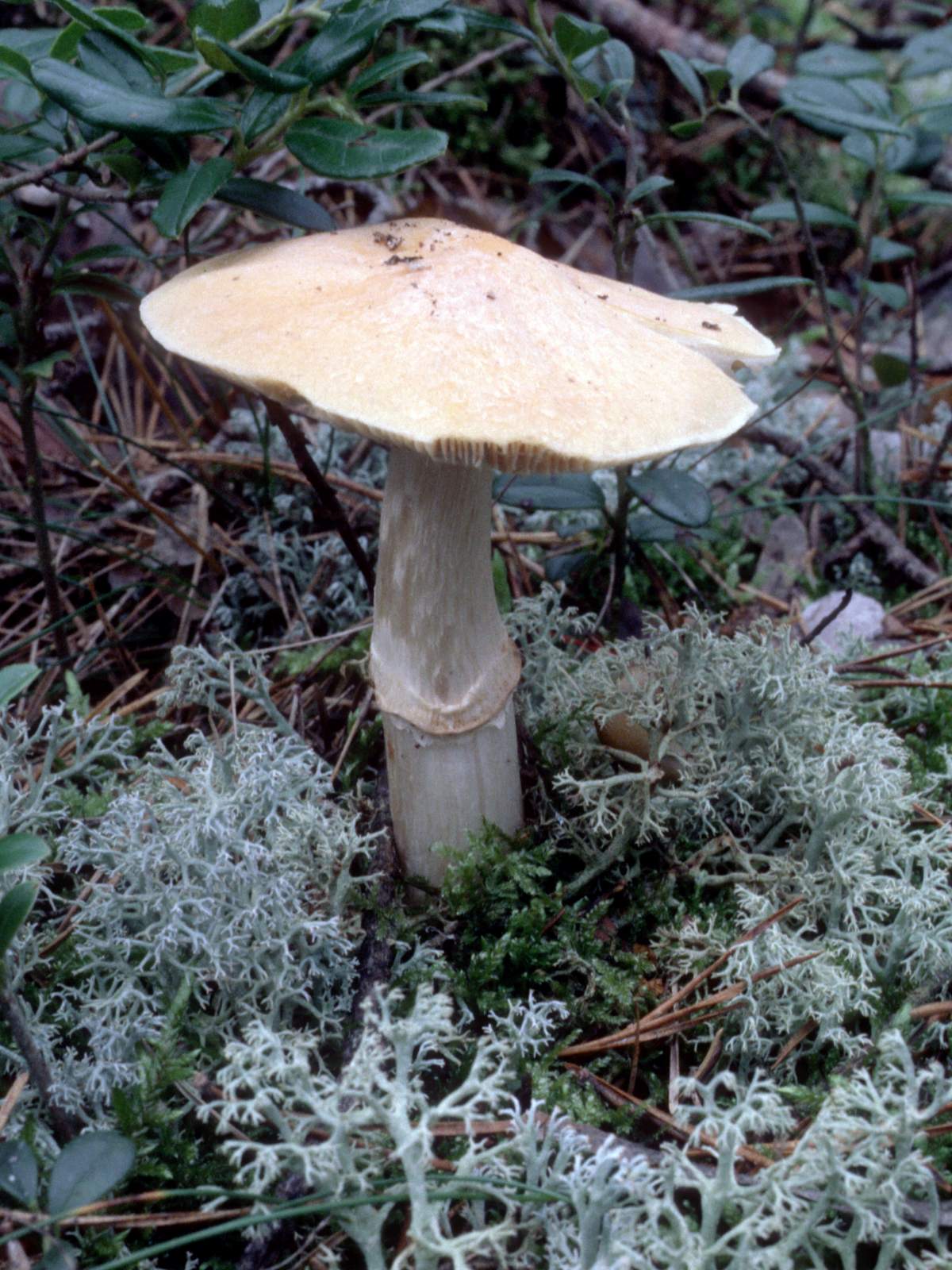 Cortinarius caperatus (door Grieta Fransen)