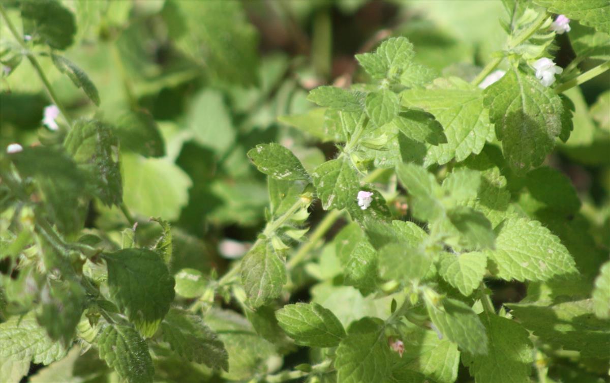 Melissa officinalis (door Toon Verrijdt)