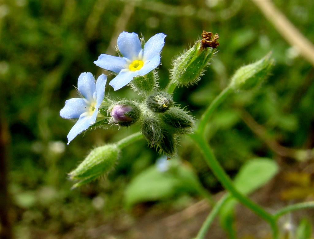 Myosotis arvensis (door Joop Verburg)