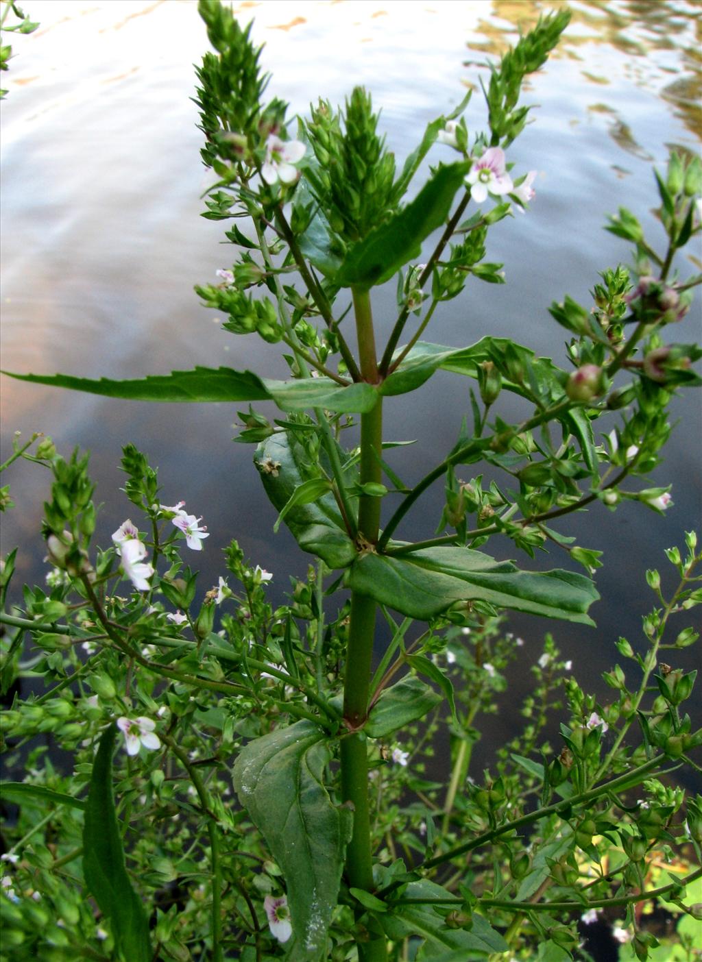 Veronica catenata (door Bert Verbruggen)