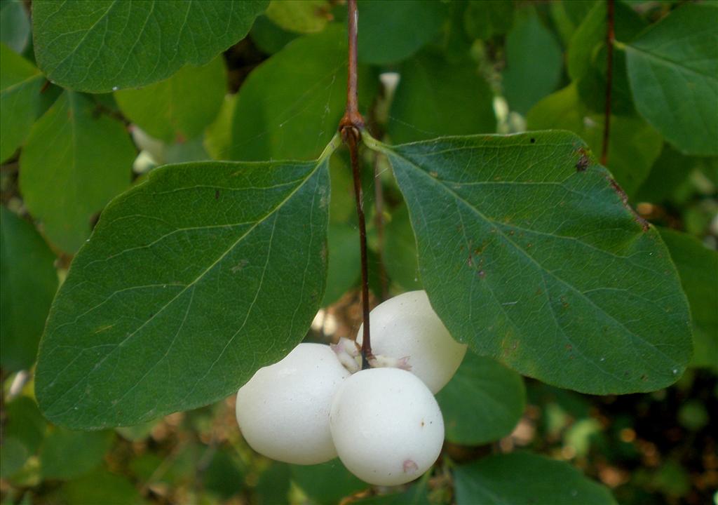 Symphoricarpos albus (door Bert Verbruggen)