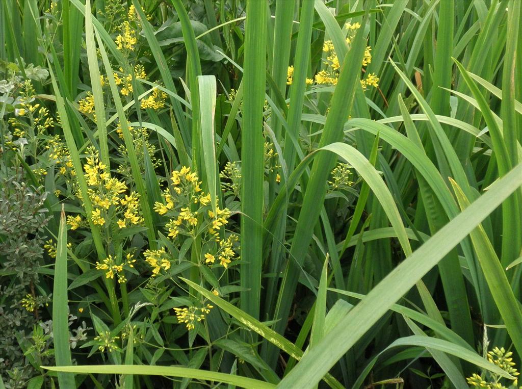 Lysimachia vulgaris (door Bert Verbruggen)