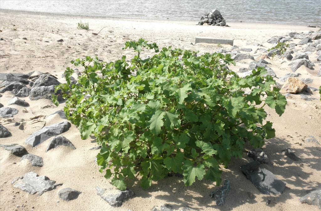 Xanthium orientale/strumarium (door Bert Verbruggen)