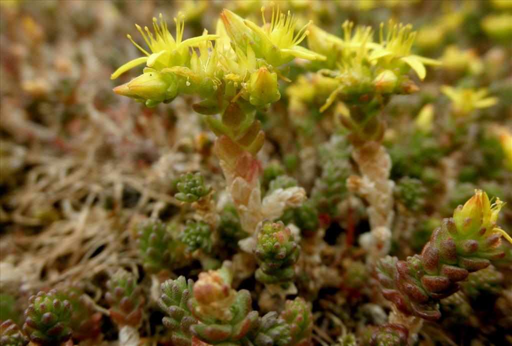 Sedum acre (door Bert Verbruggen)