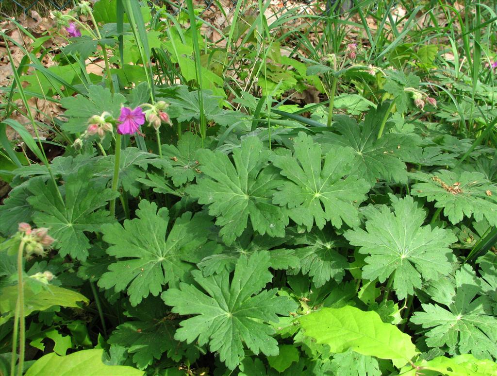 Geranium macrorrhizum (door Bert Verbruggen)