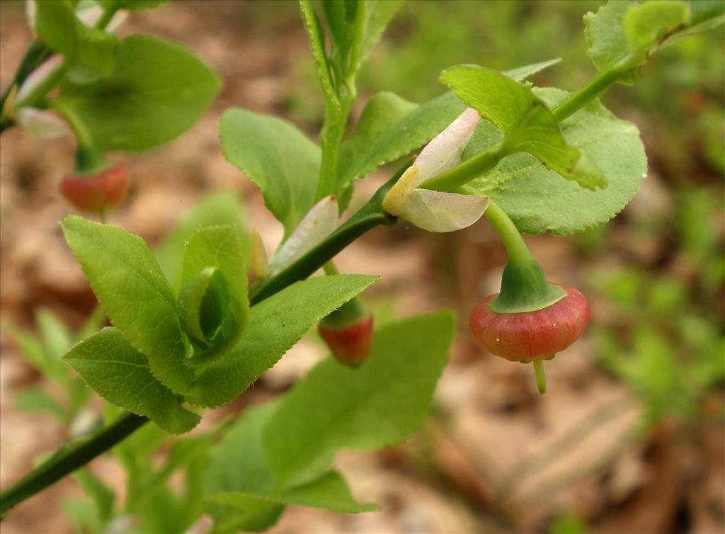 Vaccinium myrtillus (door Bert Verbruggen)