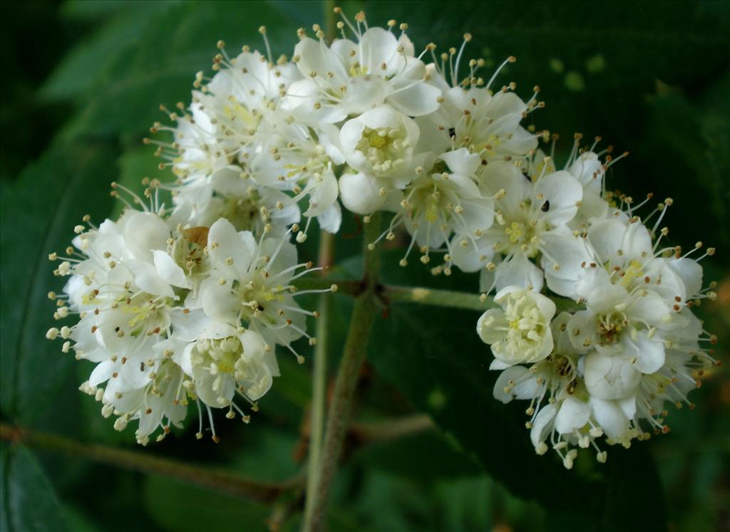 Sorbus aucuparia (door Bert Verbruggen)