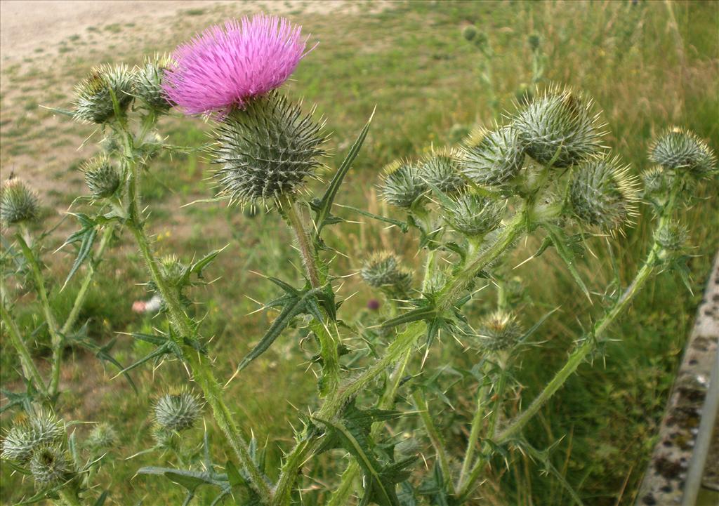 Cirsium vulgare (door Bert Verbruggen)