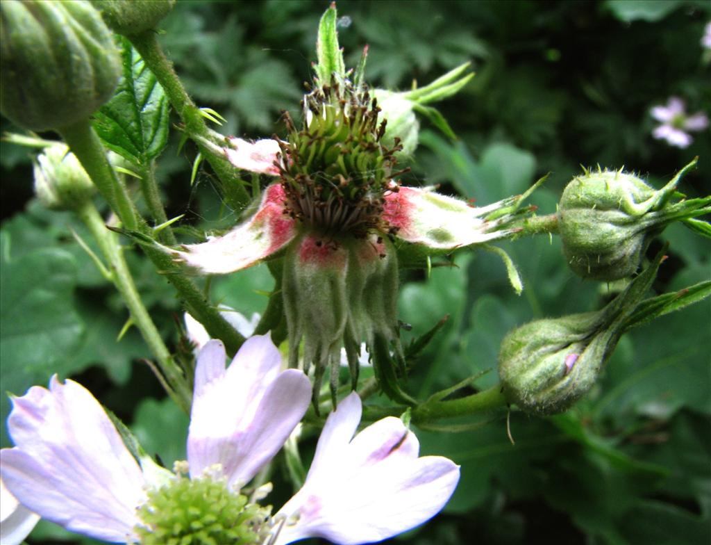 Rubus laciniatus (door Bert Verbruggen)