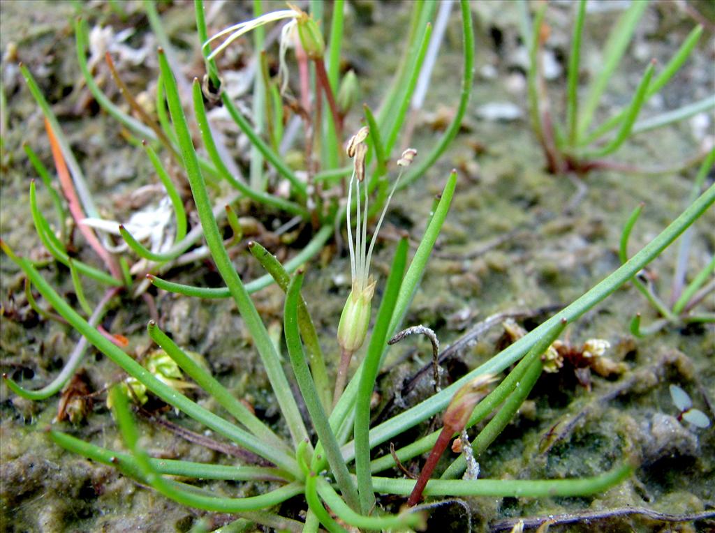 Littorella uniflora (door Bert Verbruggen)