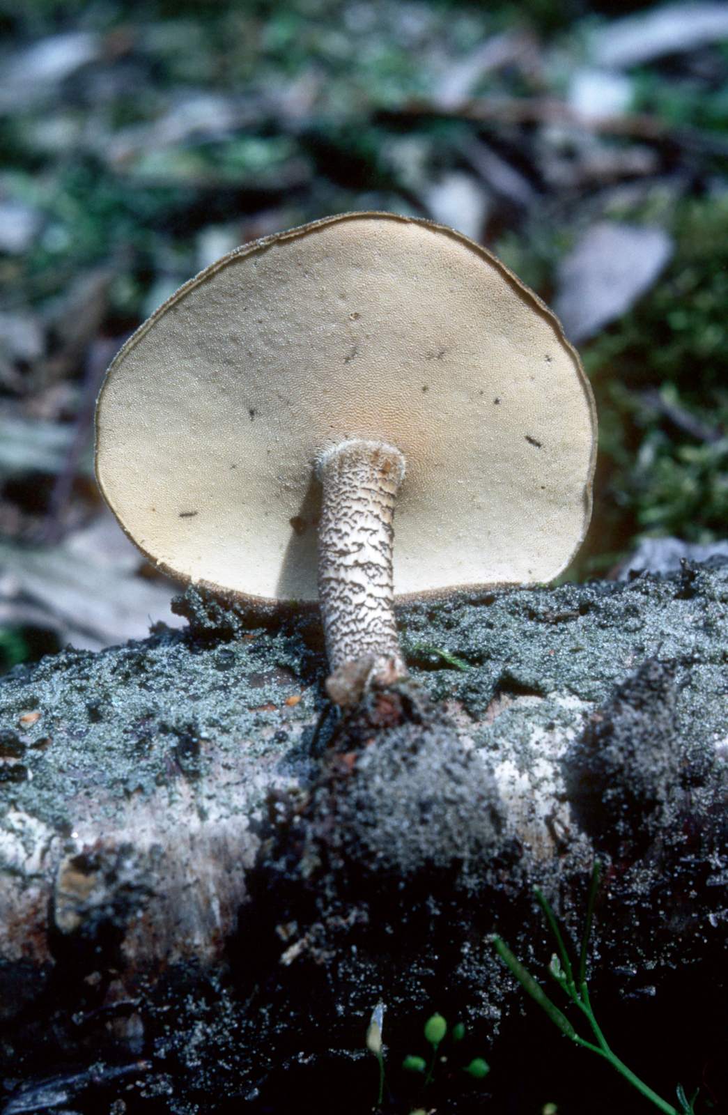 Polyporus ciliatus f. lepideus (door Grieta Fransen)