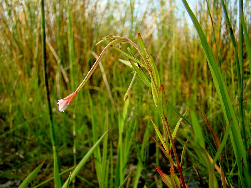 Epilobium palustre (door Joop Verburg)