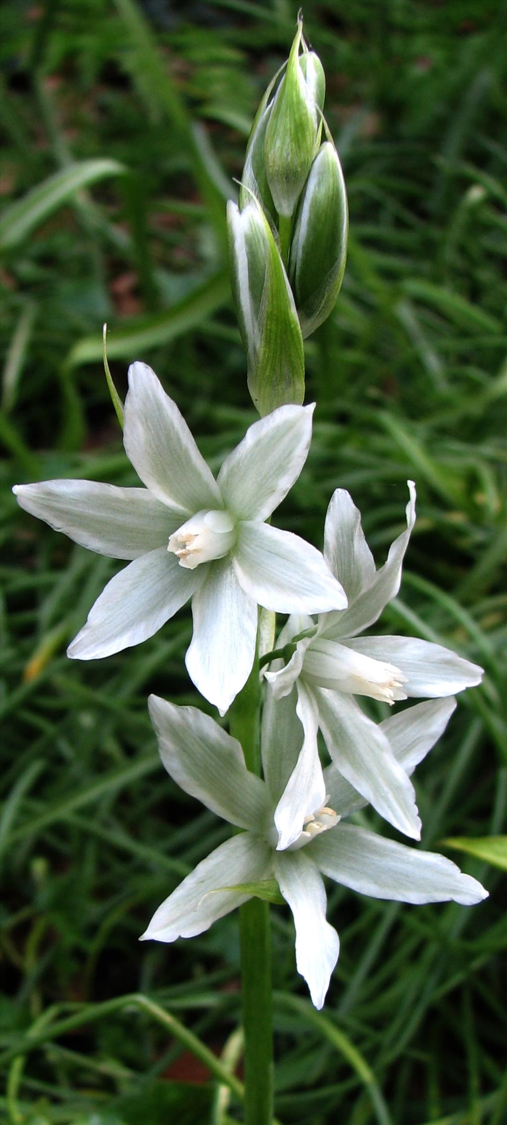 Ornithogalum nutans (door Bert Verbruggen)