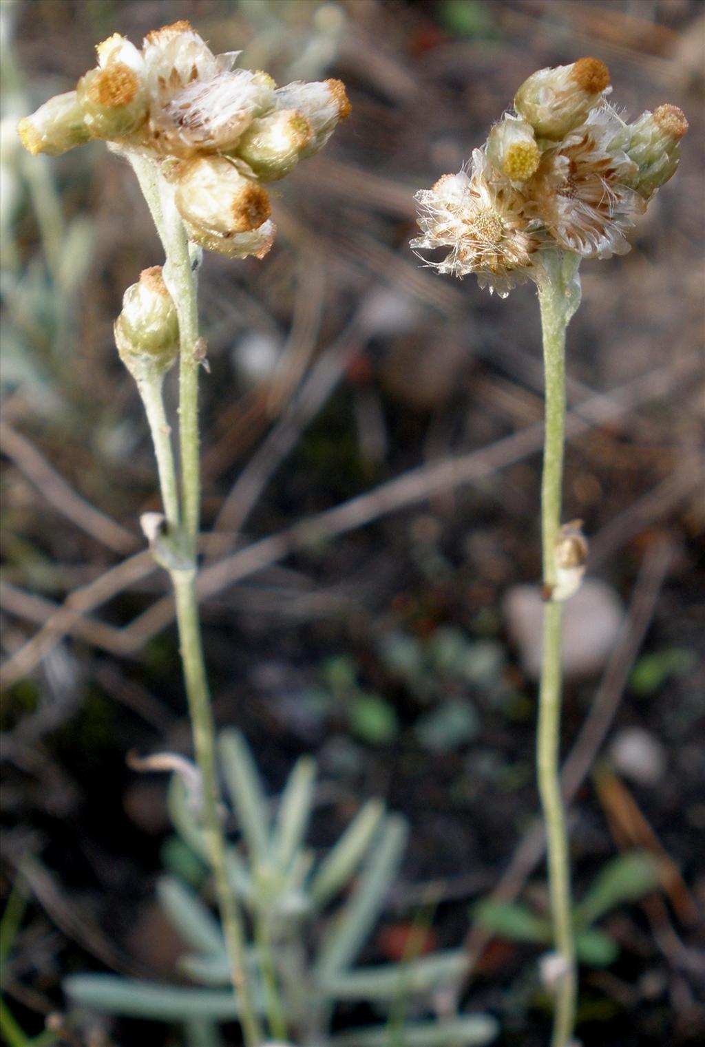 Pseudognaphalium luteoalbum (door Bert Verbruggen)