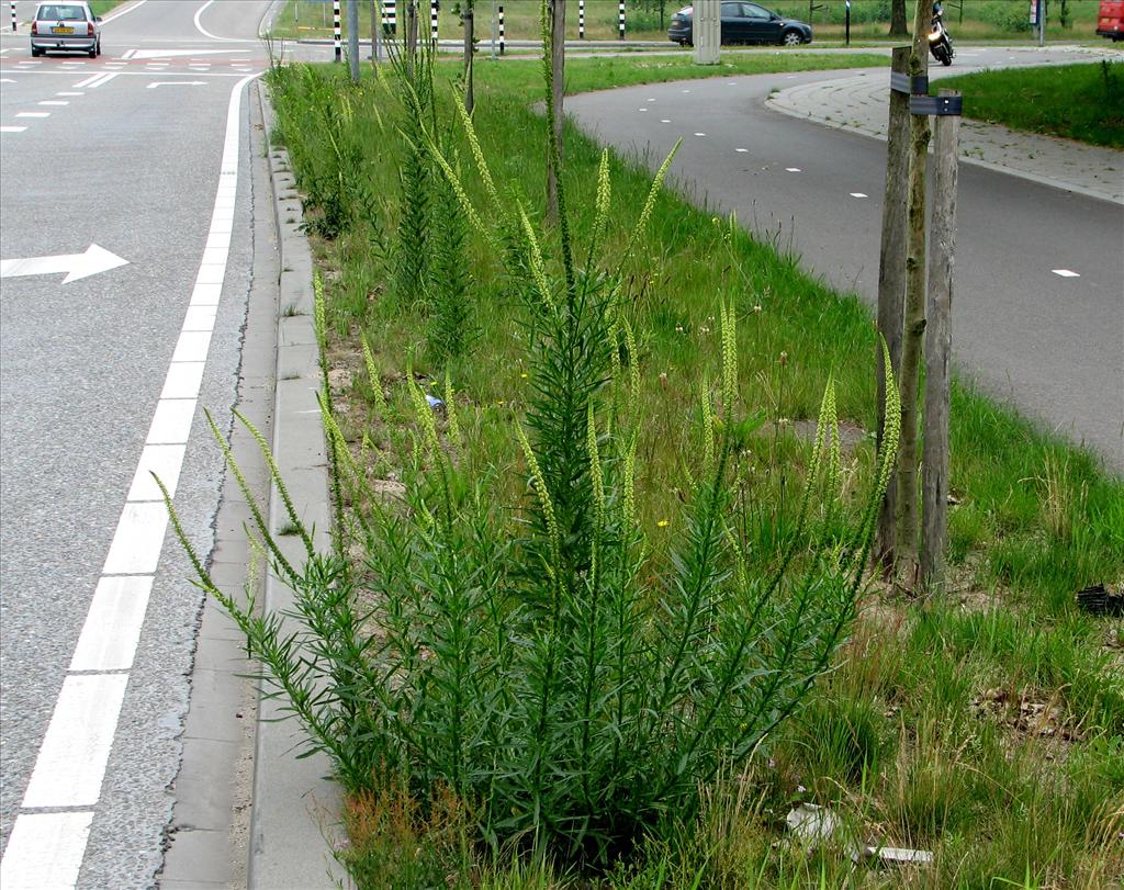 Reseda luteola (door Bert Verbruggen)