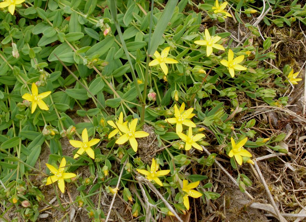 Hypericum humifusum (door Bert Verbruggen)