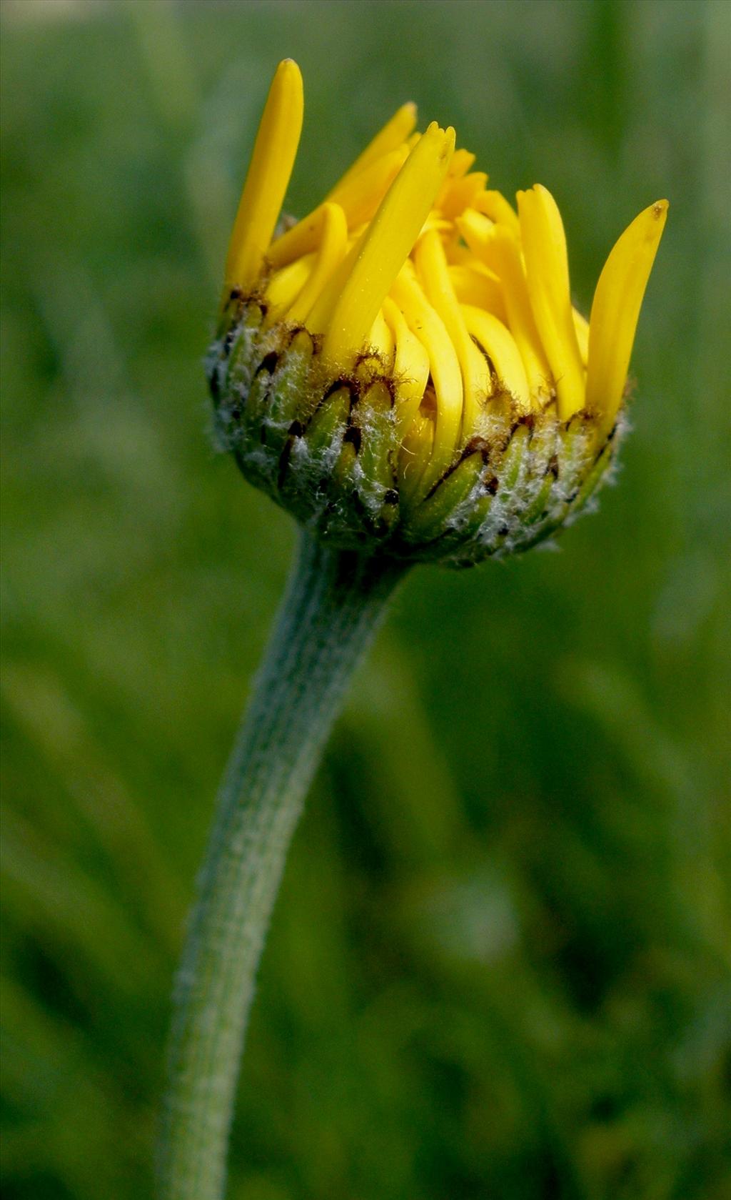 Anthemis tinctoria (door Bert Verbruggen)