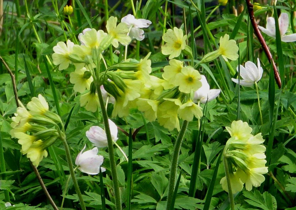 Primula elatior (door Bert Verbruggen)