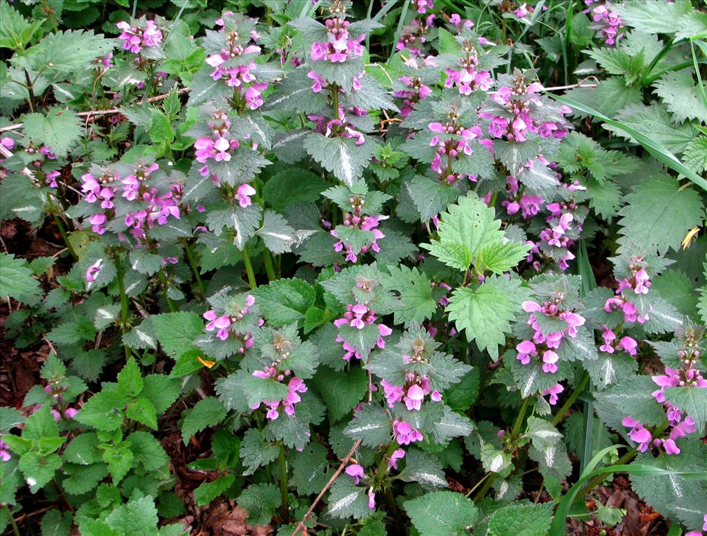 Lamium maculatum s.s. (door Bert Verbruggen)