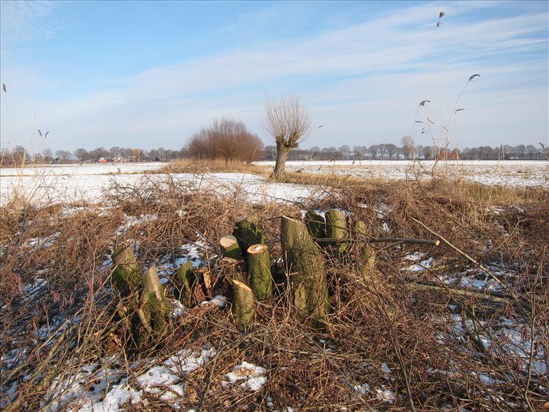 Alnus glutinosa (door Piet Bremer )