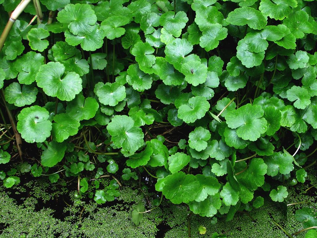 Hydrocotyle ranunculoides (door Bert Verbruggen)