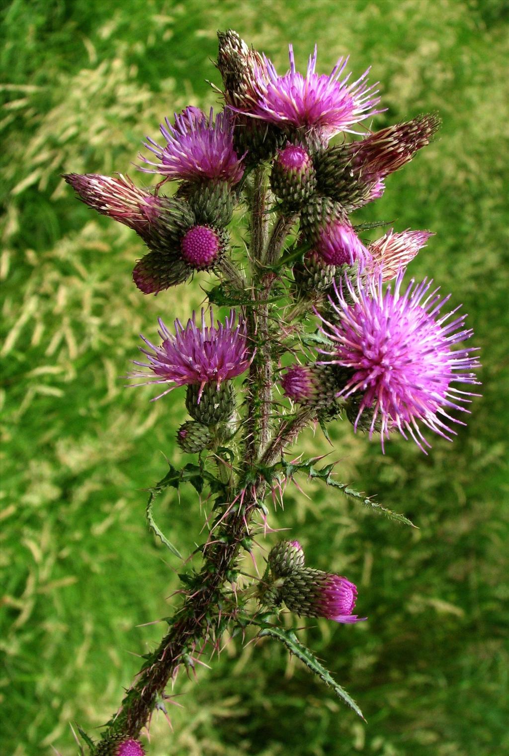 Cirsium palustre (door Bert Verbruggen)