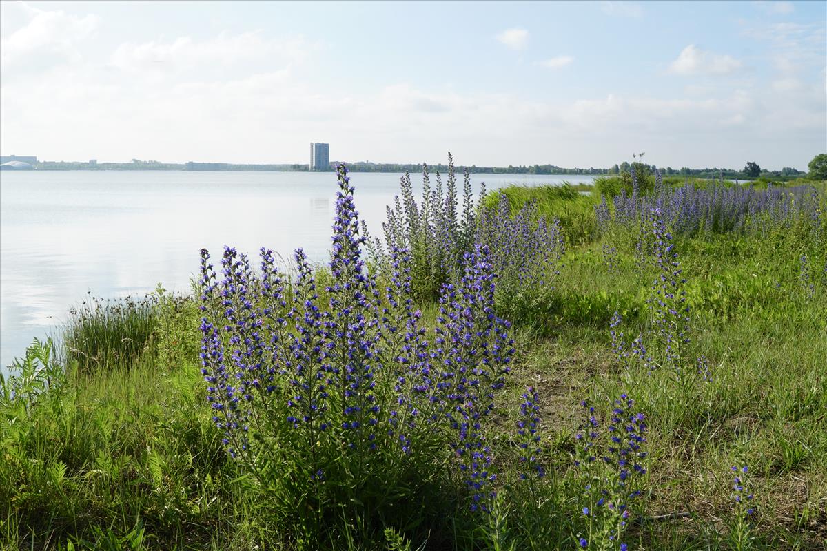 Echium vulgare (door Jetske Metzlar)