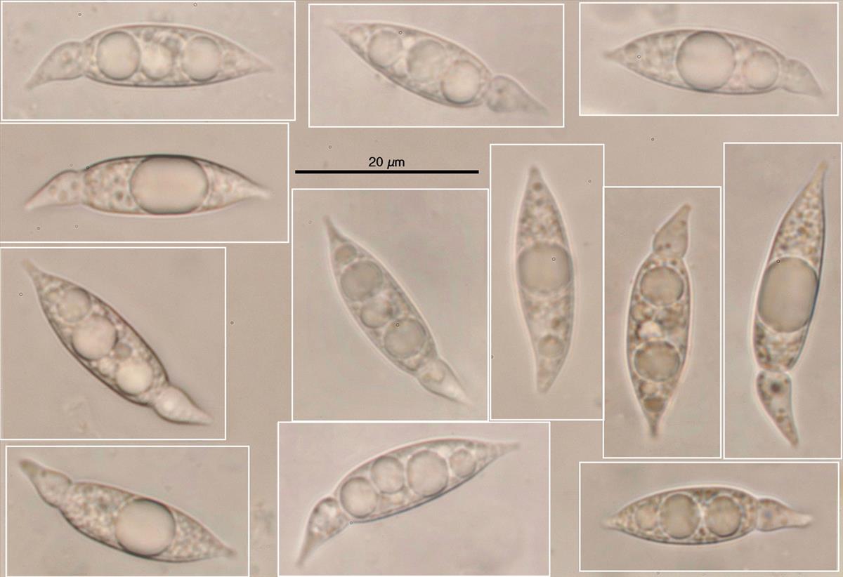Anthostomella nitidula (door Björn Wergen)