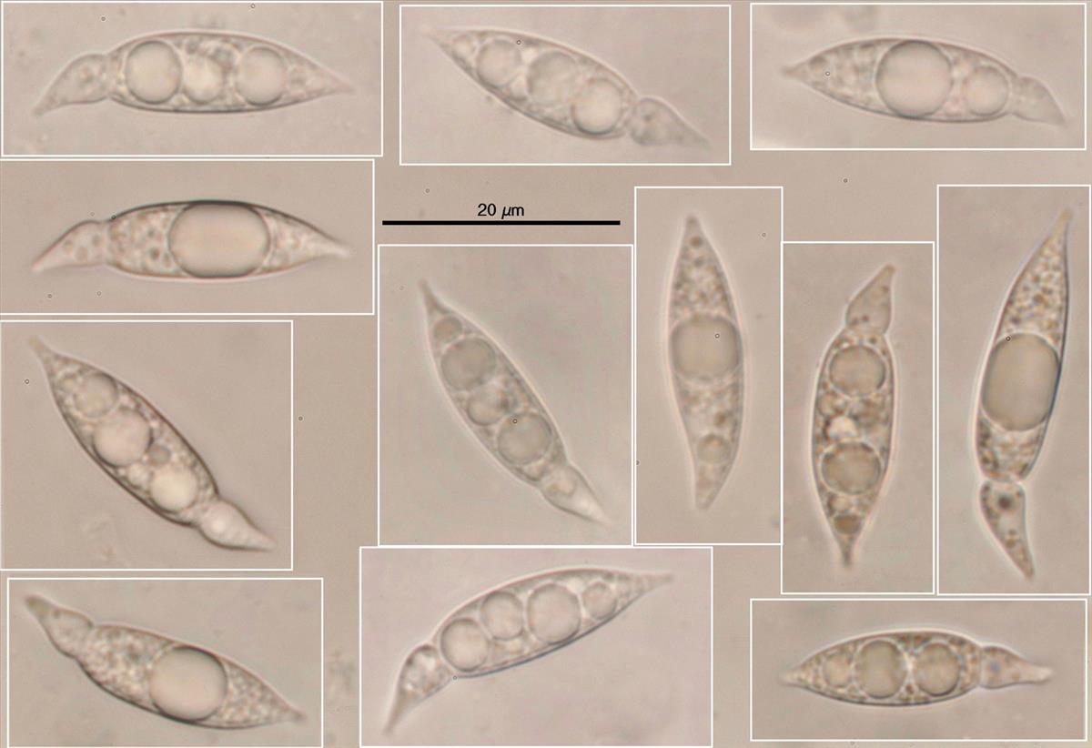 Anthostomella nitidula (door Björn Wergen)