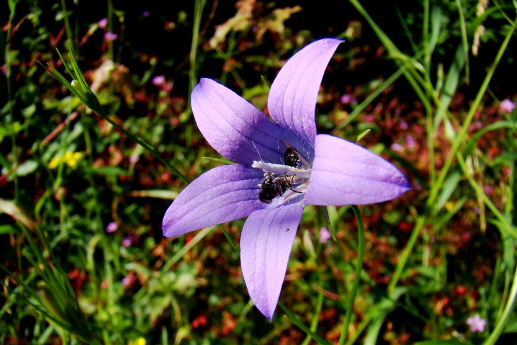 Campanula patula (door Joop Verburg)