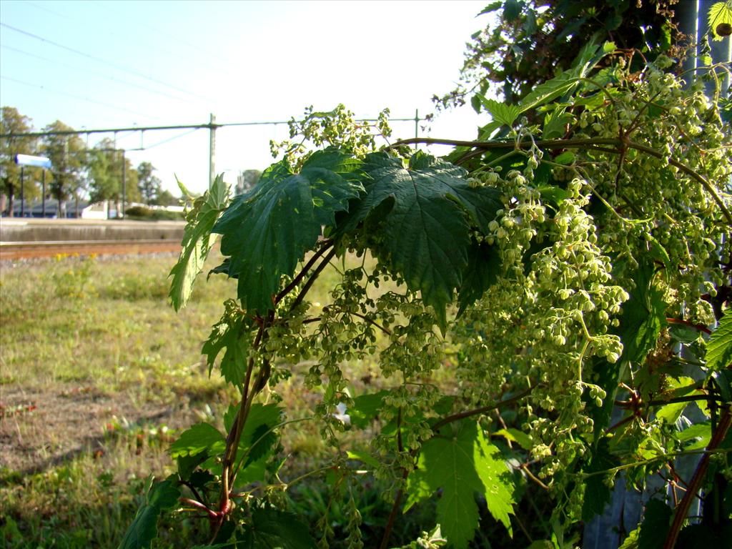 Humulus lupulus (door Joop Verburg)