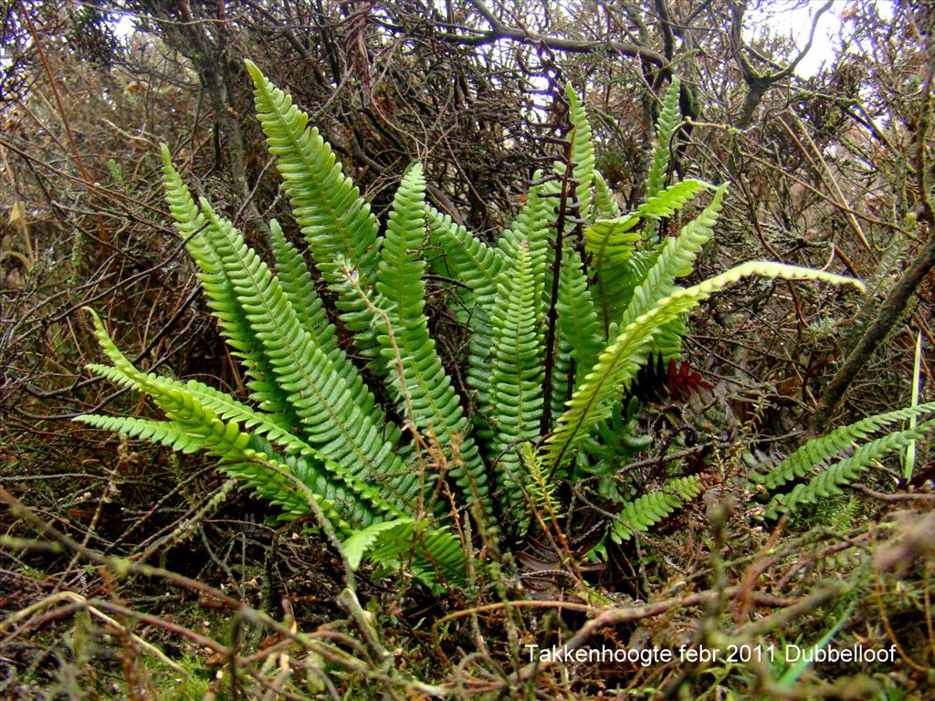 Struthiopteris spicant (door Joop Verburg)