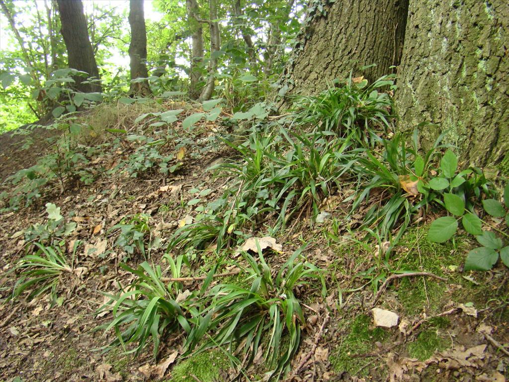 Luzula sylvatica (door Joop Verburg)